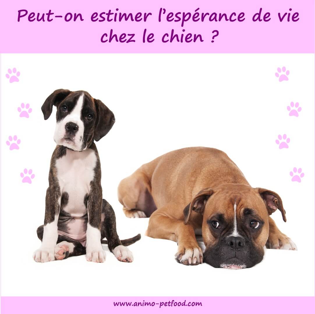 Peut-on estimer l'espérance de vie chez le chien - Vieillesse du chien - Quelle est l'espérance de vie d'un chien 